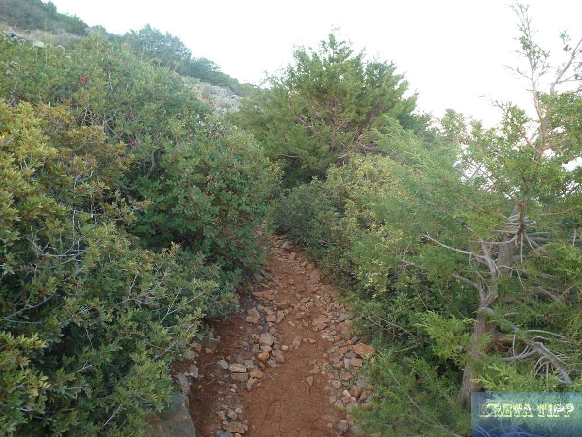 Pflanzenwelt auf Kreta