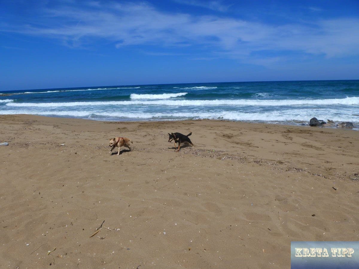 Tropical Beach von Malia