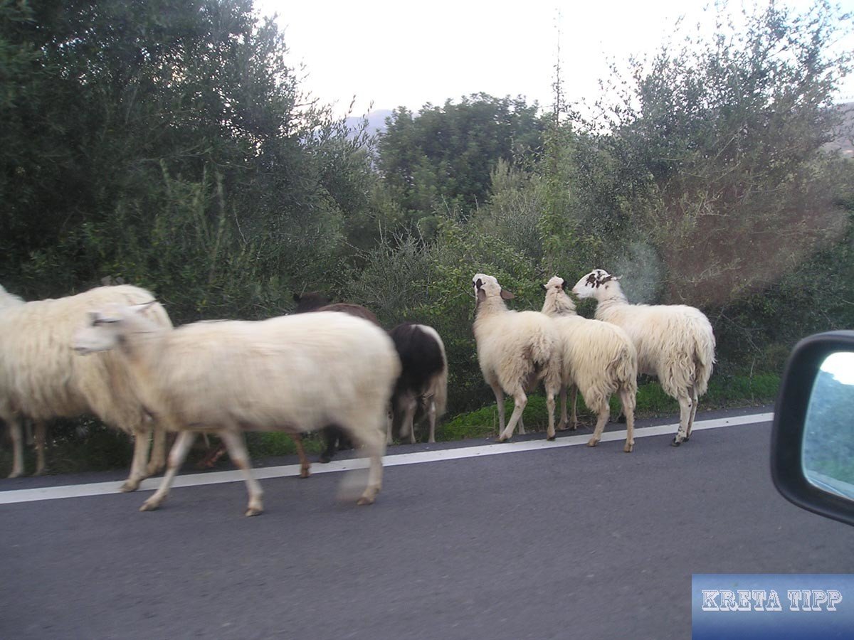 Schafe auf der Strasse