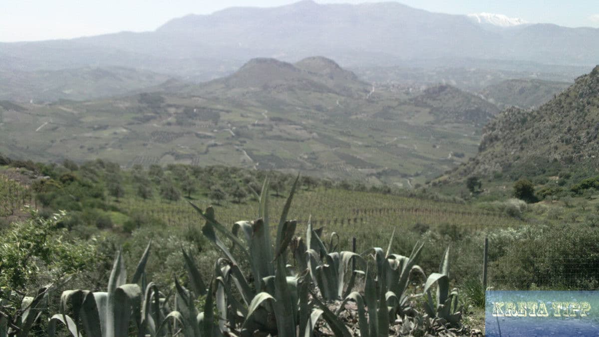 Weinbaugebiet südlich von Iraklion