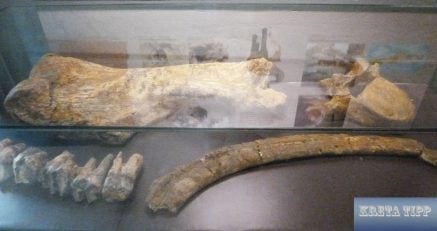 Praehistorisches Mammut Knochen