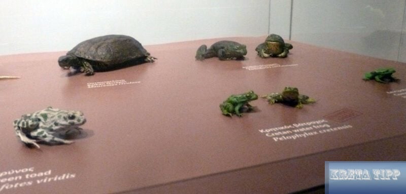 Kretische Frösche und Schildkröten
