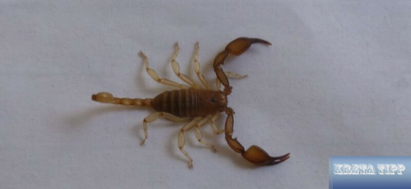 Skorpion auf Kreta