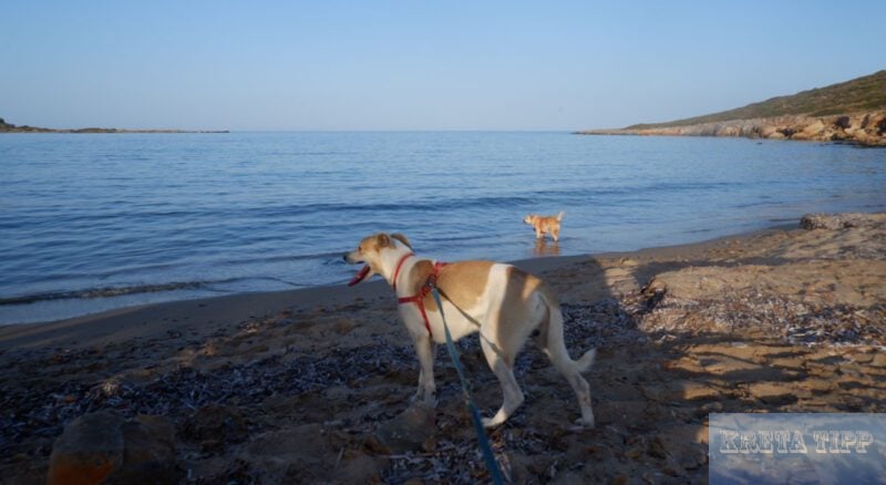 Hunde am einsamen Strand