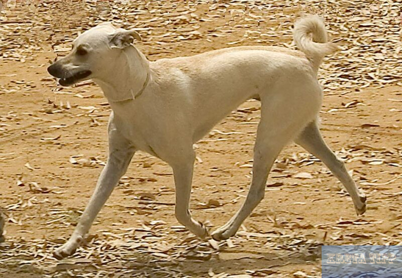 Sandfarbener Kretischer Hasenhund