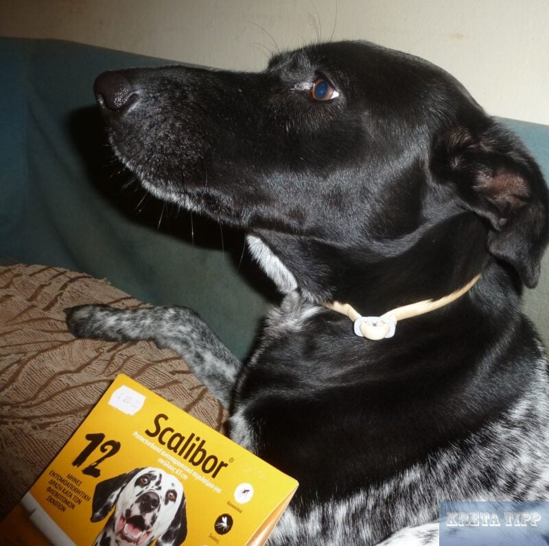 Hund trägt ein Schutzhalsband 