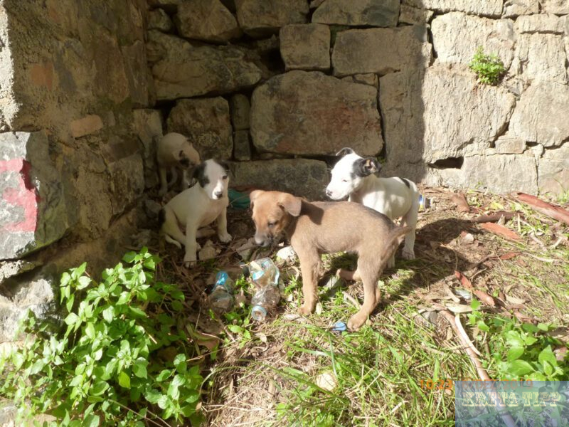 Ausgesetzte Welpen