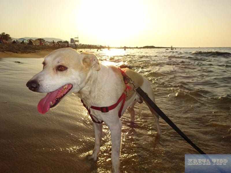Ein Sommer wie in alten Zeiten: Kreta genießt Hitze ohne Extreme, aber immer an Wasser für Tiere denken! 3 Abkühlung für Mensch und Tier