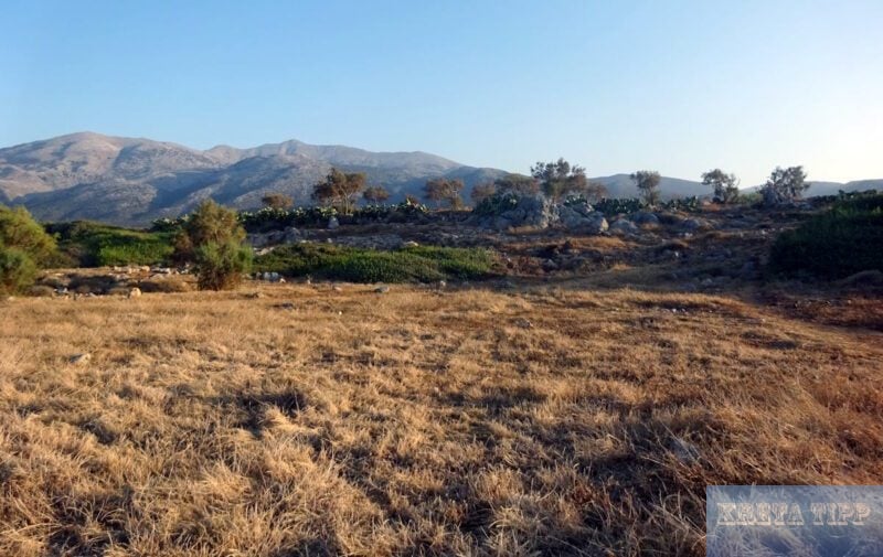 Ausgedörrte Vegetation