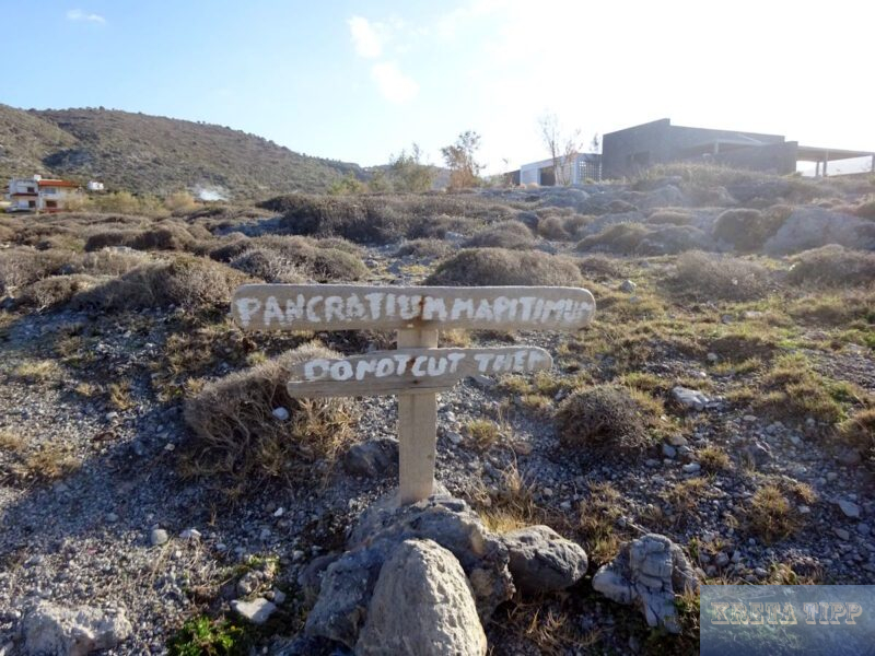 Pancratium maritimum