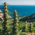 Illegaler Drogenanbau auf Kreta