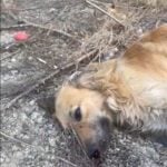 14 Jahre Kampf gegen die Vergiftung von Wildtieren: Griechenlands Kampf gegen eine Epidemie ländlicher Kriminalität 4 vergifteter Hund