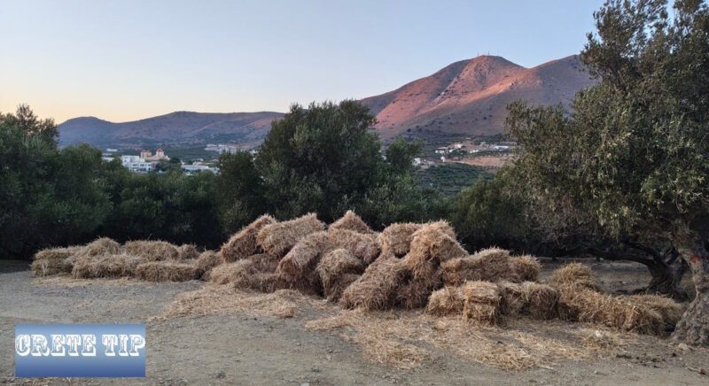 Proteste der Viehzüchter mit Straßenblokaden auf Kreta gehen weiter 9 heuballen