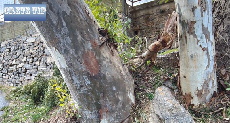 Stürmischer Himmel und Frühlingshitze: Kreta verzeichnet Windböen von 121 km/h und nationale Höchstwerte 14 abgebrochener ast baum