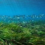 Der Unterwasserwald, der das Mittelmeer am Leben hält: Alles, was du über Posidonia wissen musst 6 posidonia oceanica