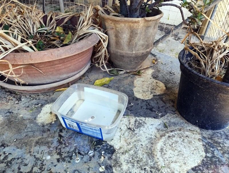 Ein Sommer wie in alten Zeiten: Kreta genießt Hitze ohne Extreme, aber immer an Wasser für Tiere denken! 4 wasserschale voegel